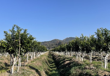 2026年可靠的有机茶园水肥发酵服务商实力参考，至合农业合作案例盘点