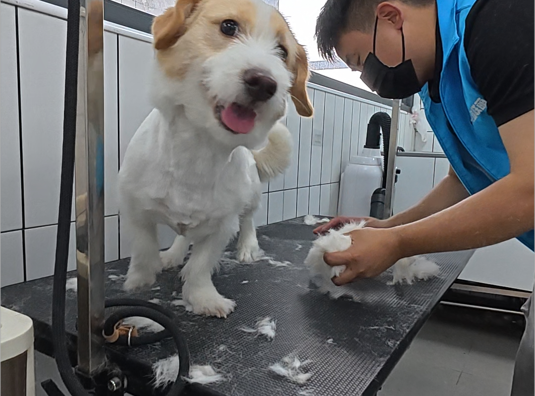 靠谱的宠物美容专业企业，重庆西乐名宠生物科技有限公司上榜