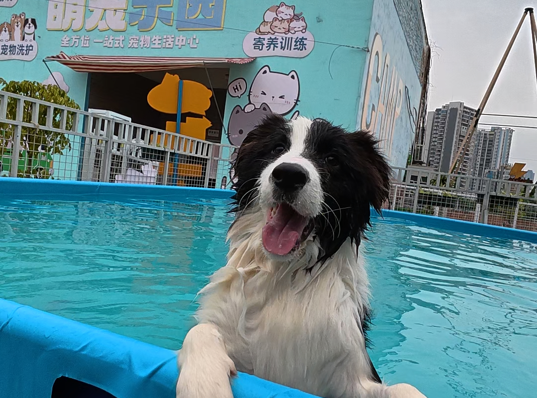 宠物乐园多少钱？费用明细一览