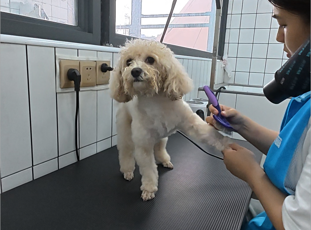 宠物美容店多少钱？西乐名宠有答案