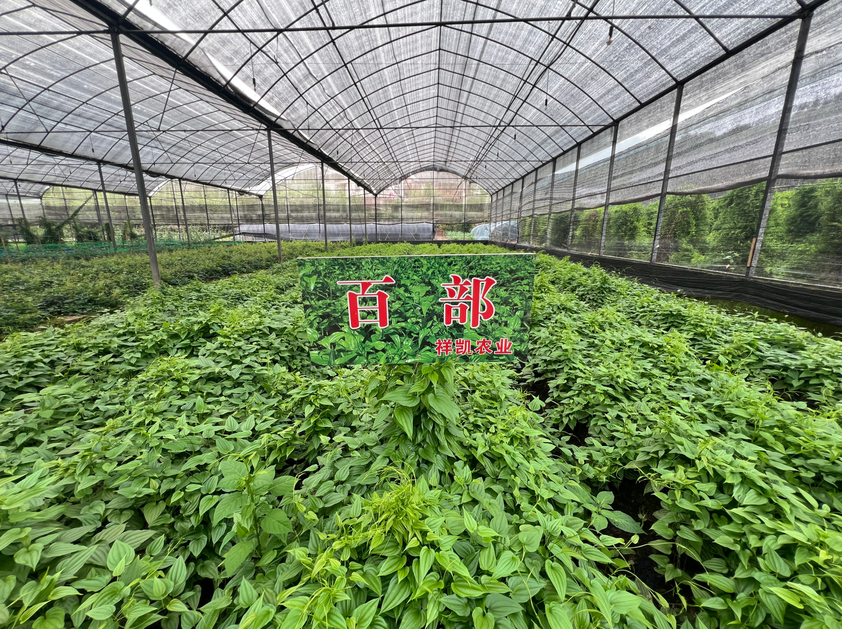 有实力的祥凯农业，值得信赖的农业企业