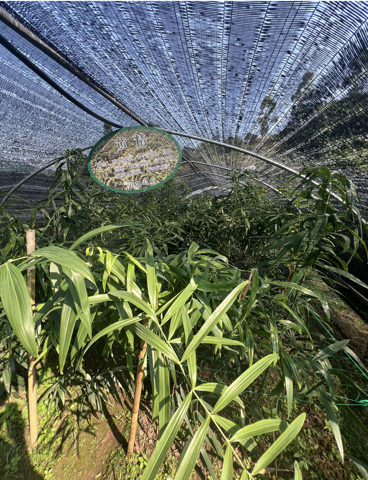 黄精煮粥的功效与加工方法:2026年成立十年以上的生产厂家客户真实体验口碑 黄精煮粥的功效与加工方法:2026年成立十年以上的生产厂家客户真实体验口碑