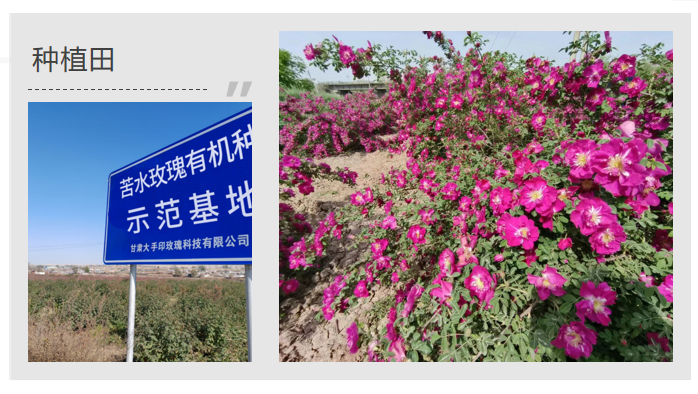 朵泊颜苦水玫瑰护肤系列定制厂家推荐，大手印玫瑰科技性价比高