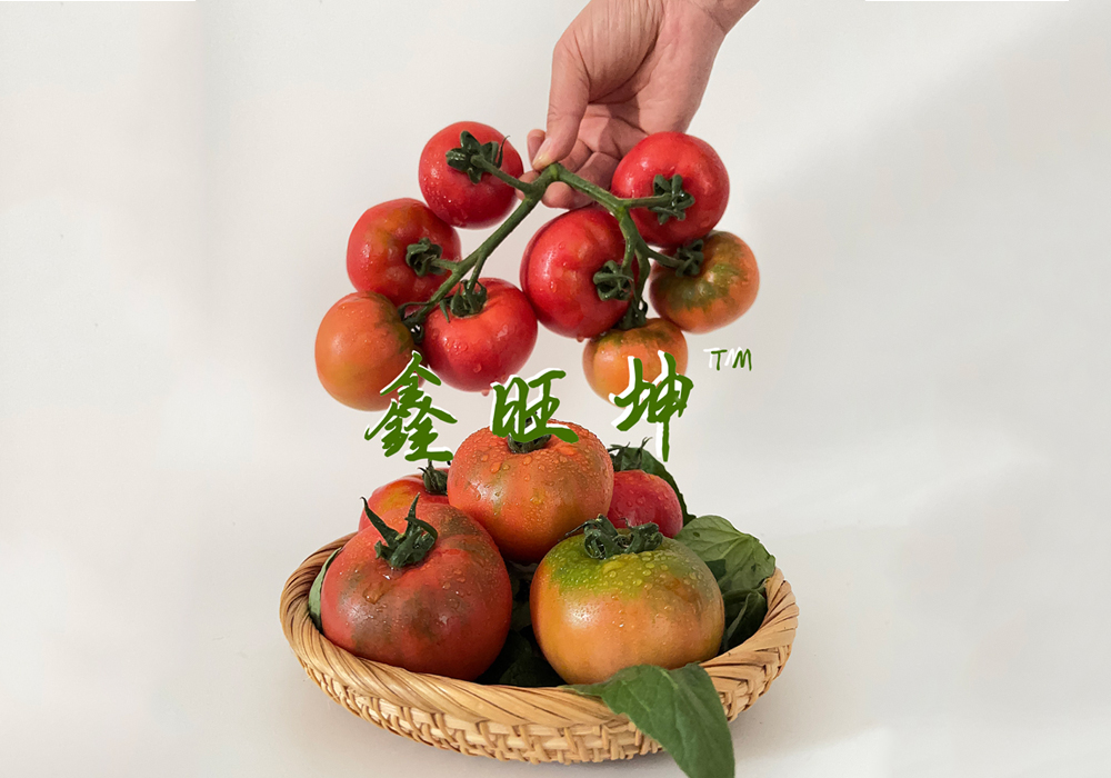 鑫旺坤农业：专注西红柿种子，满足您的各种需求