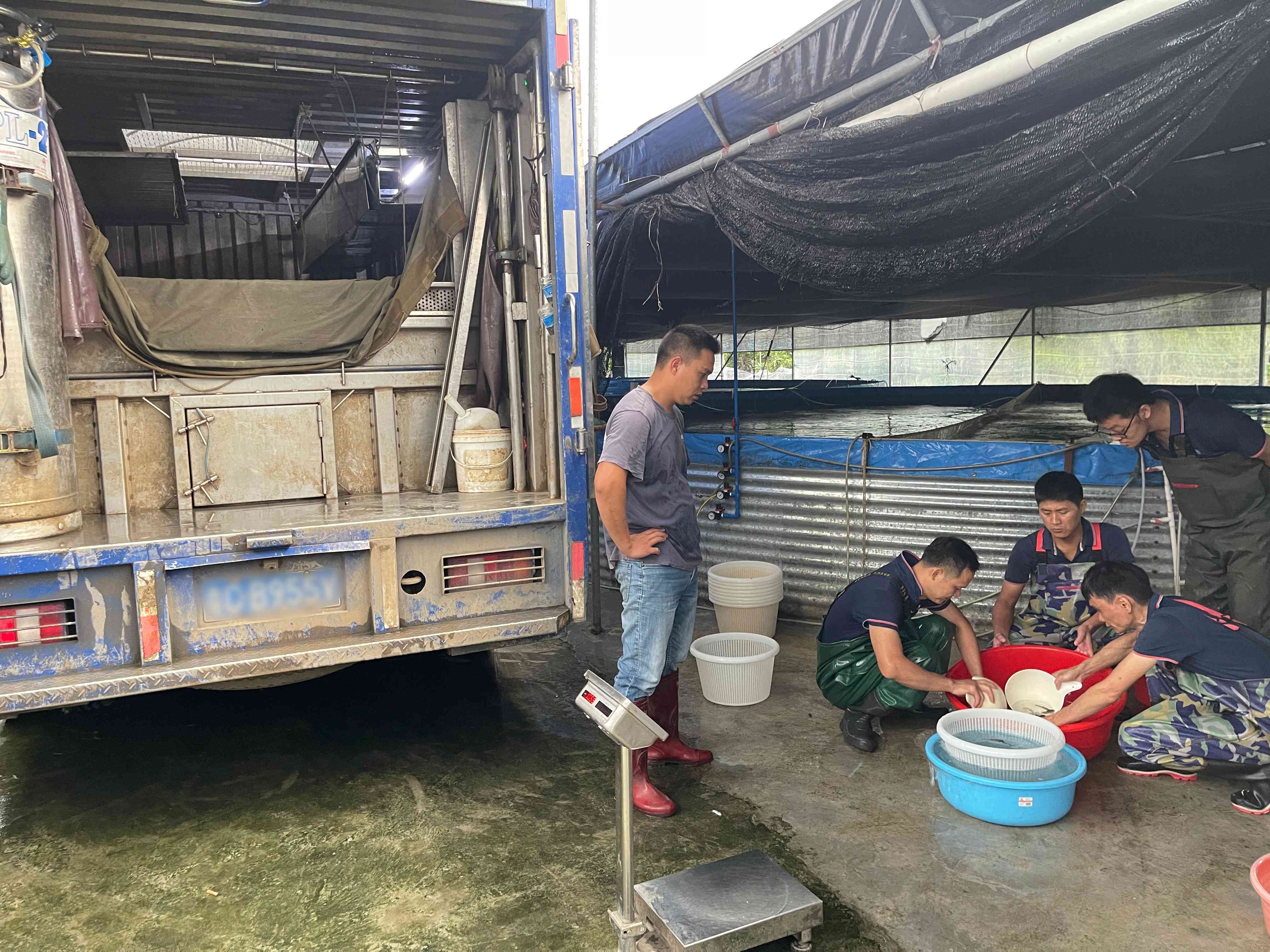 如何评估加州鲈鱼苗繁育公司，江沣水产为你支招