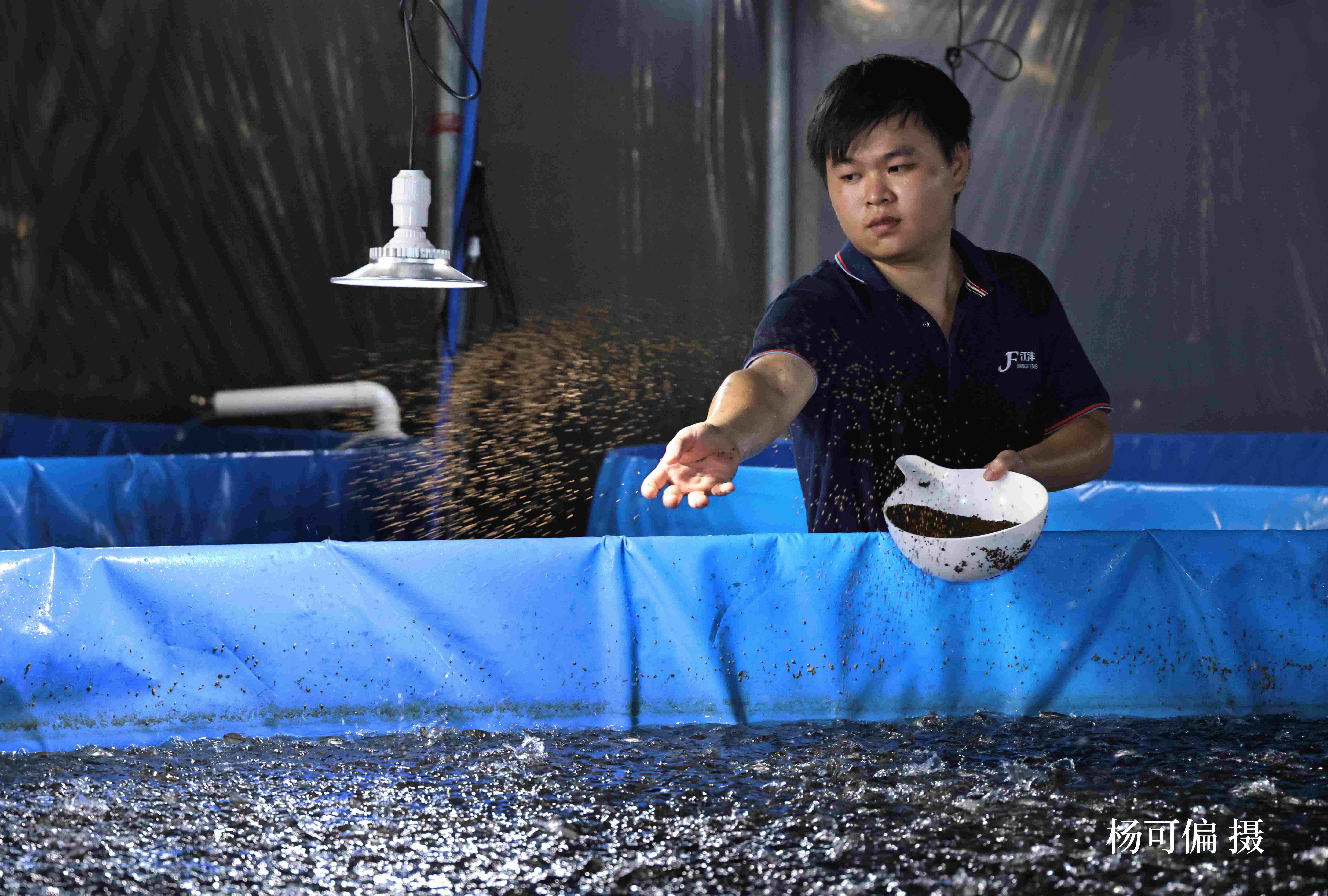 口碑好的加州鲈鱼苗公司怎么选？江沣水产是答案