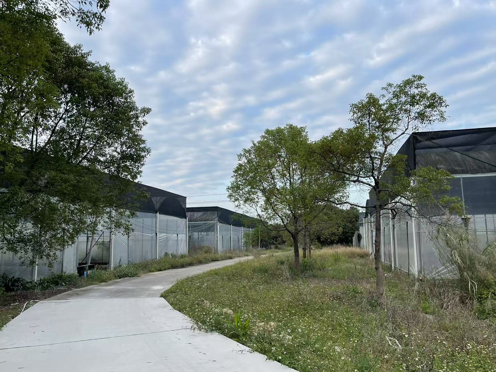 江沣水产介绍：工厂化鳜鲈良种繁育的佼佼者