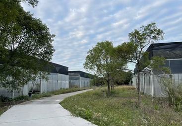 2026年口碑好的良种高雄鲈鱼苗繁育公司