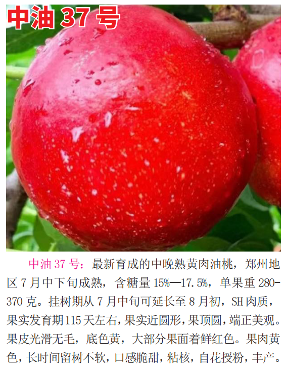 早熟桃树苗选购指南：价格、品质与口碑