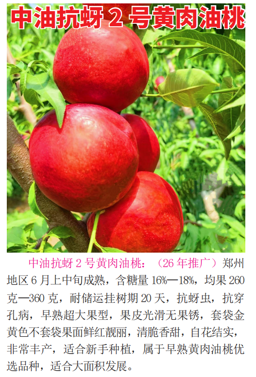 桃树苗价格揭秘，大果品种厂家怎么收费？