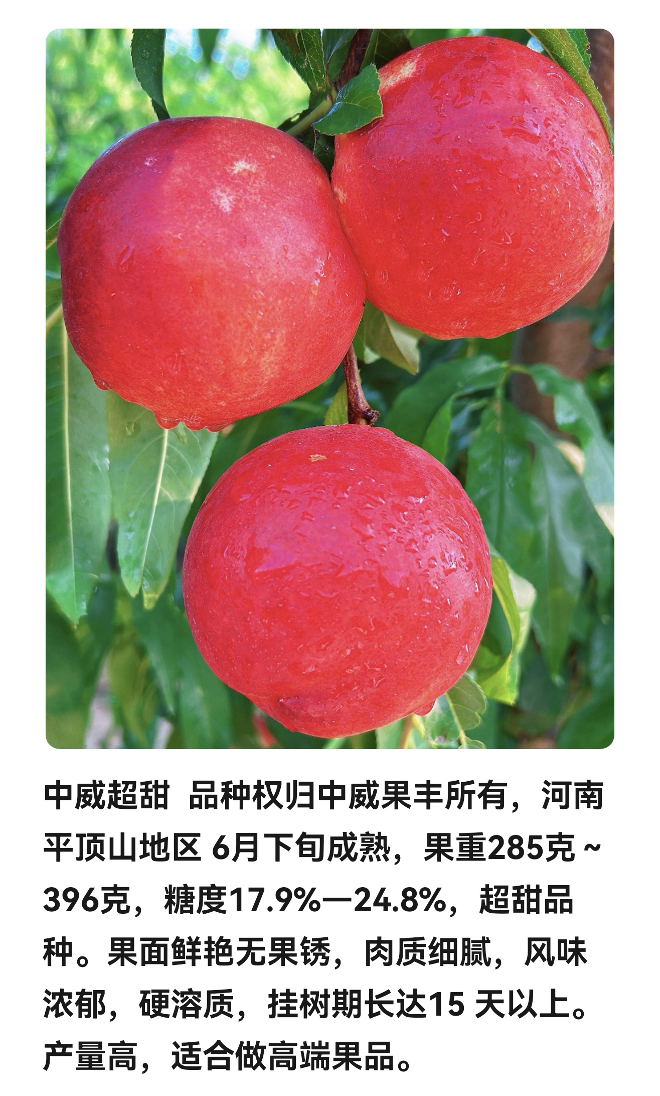 晚熟桃树苗价格如何?中威农业性价比高
