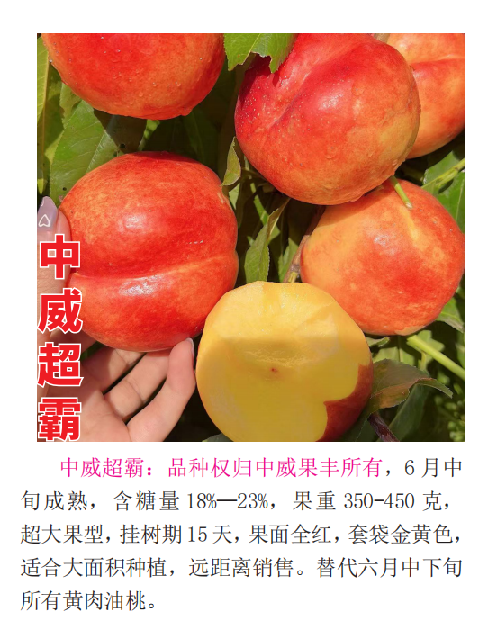 桃树新品种苗批发厂家哪家性价比高？