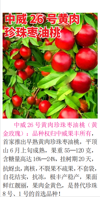 黄桃树苗哪家好?中威农业来支招