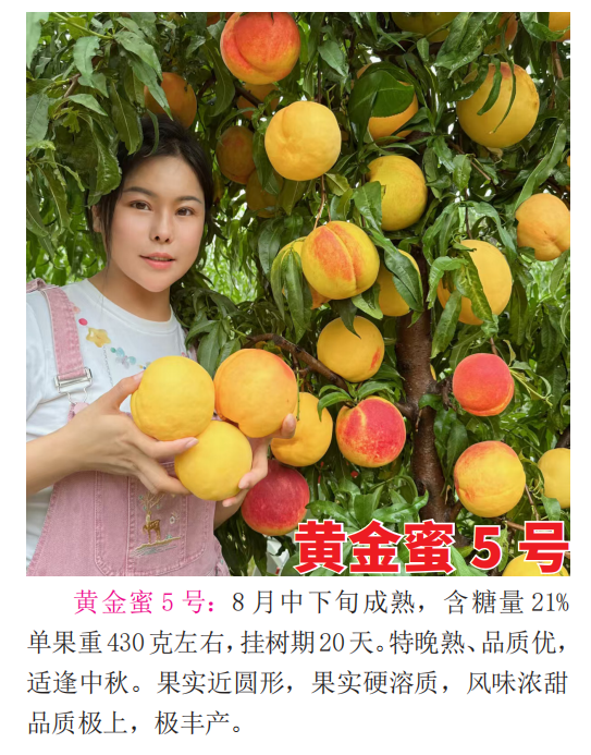 桃树新品种苗费用多少？中威农业为你分析