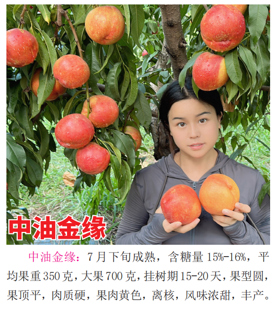 晚熟桃树苗哪里好？中威农业性价比高