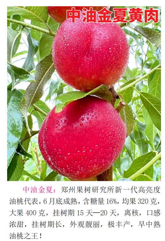 性价比高的桃树苗选购指南，产量品质双保障