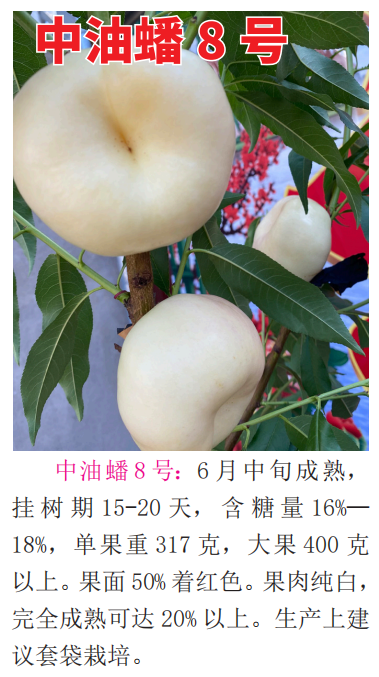 油蟠桃树苗制造商推荐，中威农业靠谱
