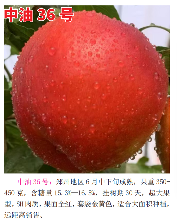 2026桃树新品种幼苗生产厂哪家好？靠谱推荐在这里