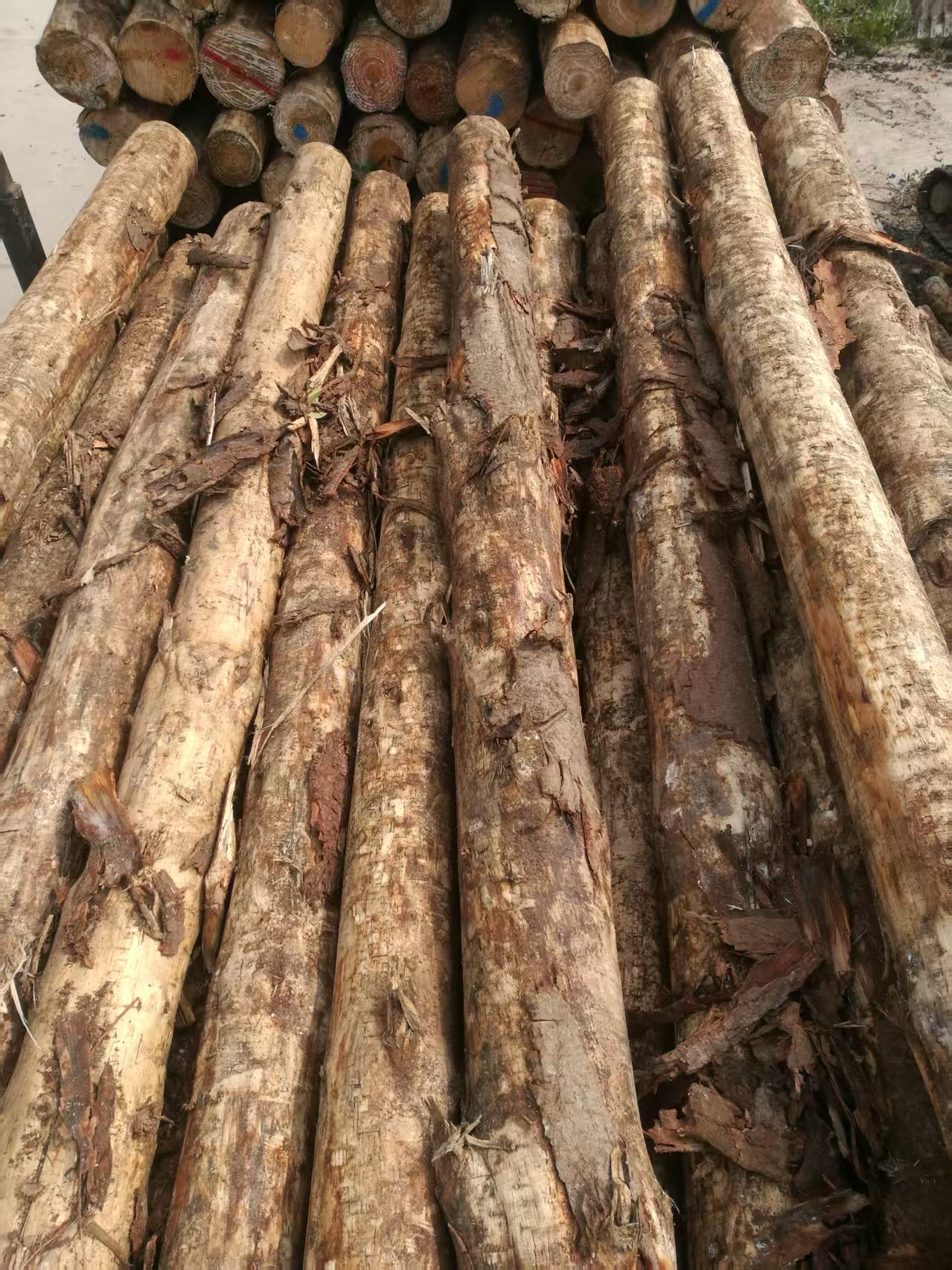 靠谱的松木桩厂家怎么选？上海蓝笑实业为你揭秘