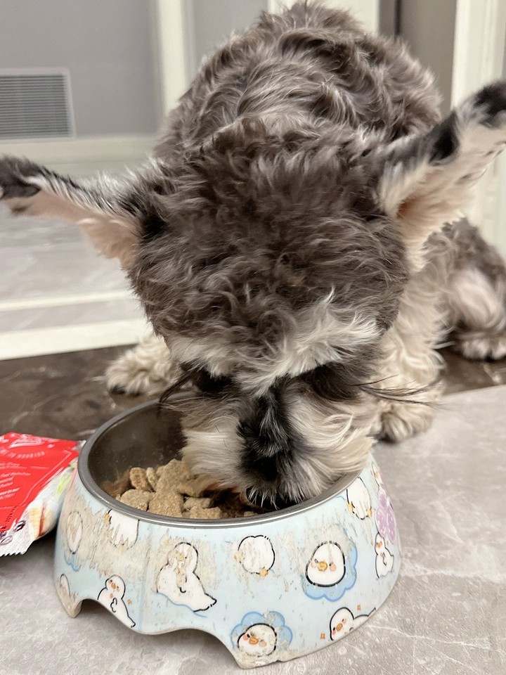SundayPets长毛犬软便吃什么粮、着凉的狗软便吃什么粮、柴犬软便吃什么粮正规商家推荐