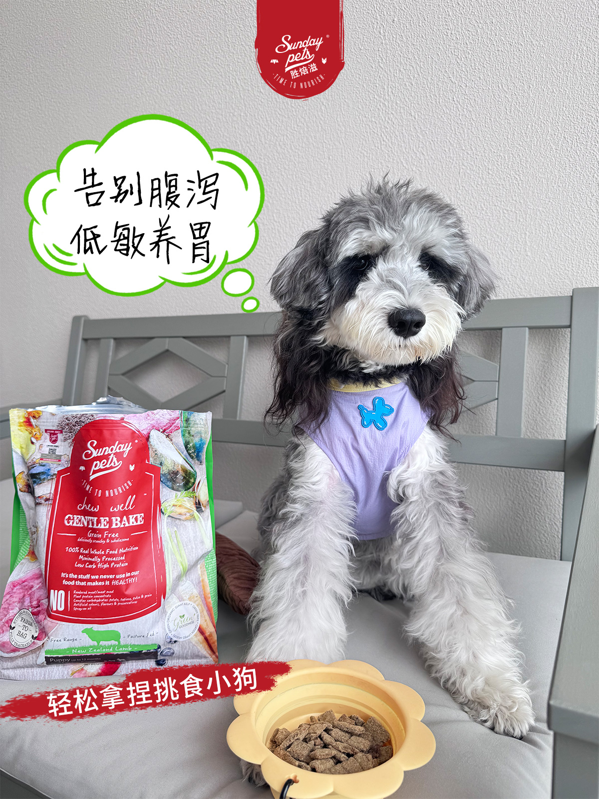 2026年靠谱的小型犬狗粮排名，SundayPets靠谱吗