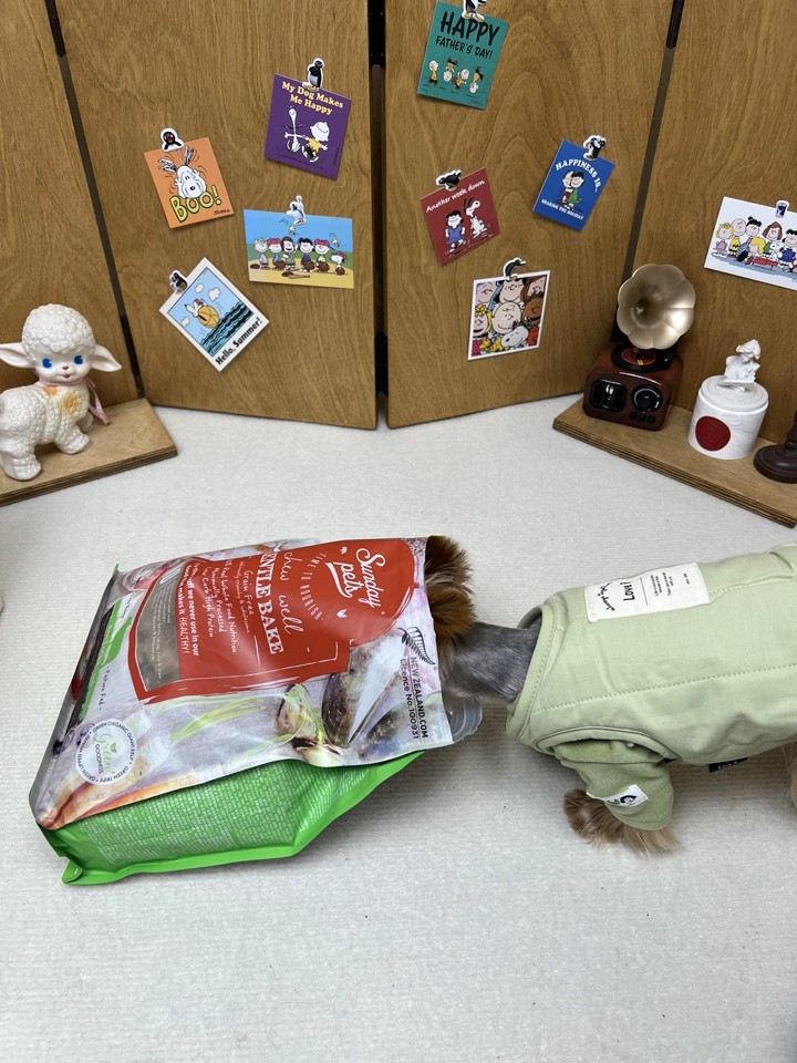 SundayPets值得信赖吗 SundayPets值得信赖吗