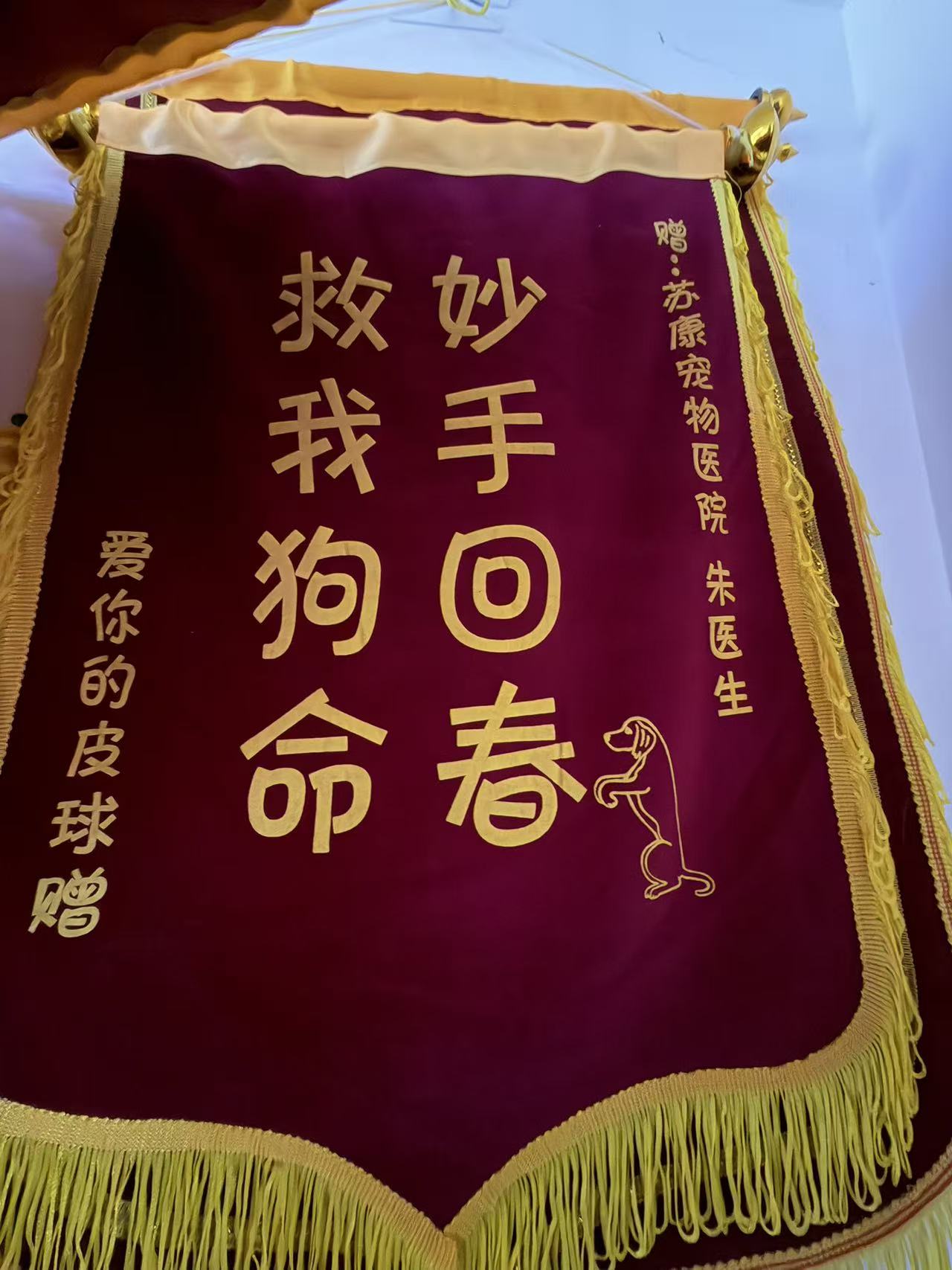2026年苏州宠物骨科专业医疗正规企业