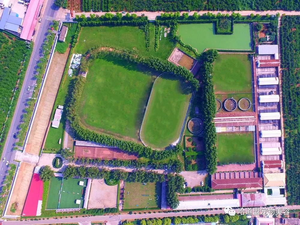2026年热门宠物美容师培训学校行业口碑汇总与实力测评 2026年热门宠物美容师培训学校行业口碑汇总与实力测评