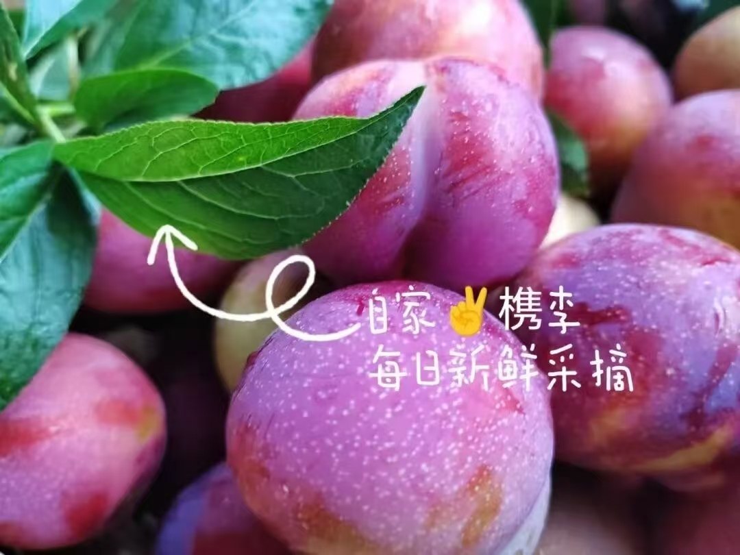 东阳枇杷采摘农场哪里好?口碑力荐向萍农场体验购买 东阳枇杷采摘农场哪里好?口碑力荐向萍农场体验购买