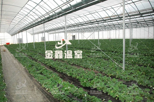 薄膜连栋温室供应商2026年甄选实力参考与排名研究