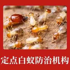 绍兴杀虫公司推荐，如何选择靠谱的利鸣白蚁防治