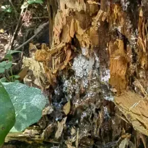 利鸣白蚁防治效率高吗