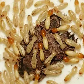利鸣白蚁防治口碑好吗