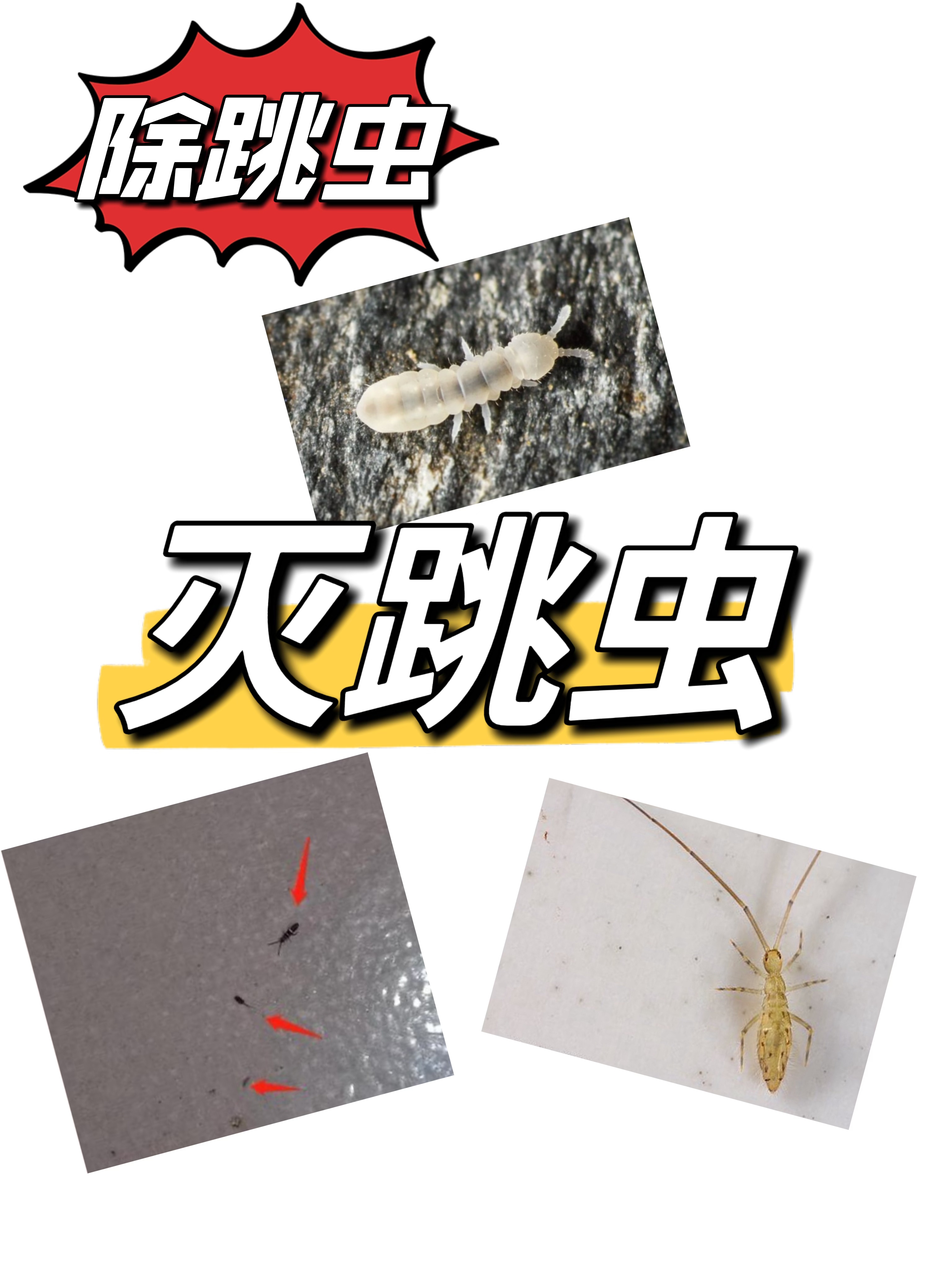 杀蟑螂，选洁管家虫控，安全又高效