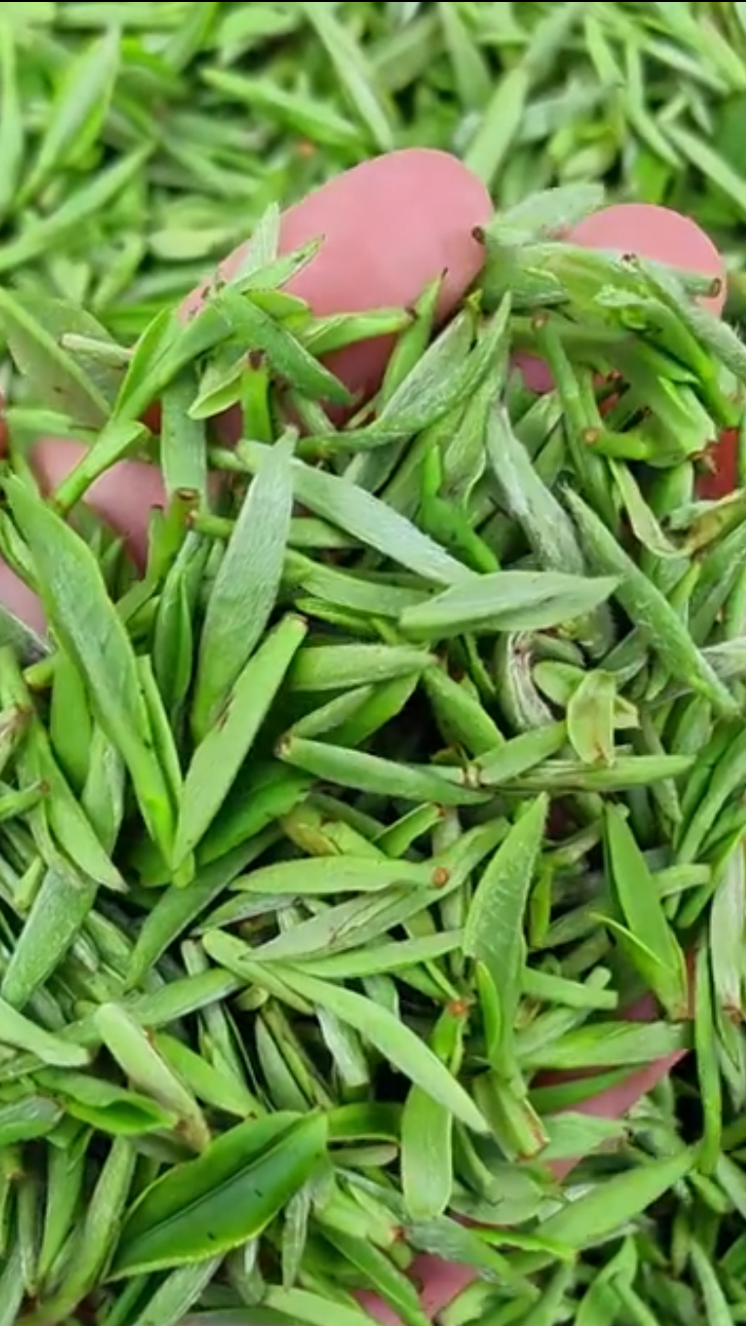 四川蒙顶甘露推荐排名：龙芽大师靠谱商家测评排名