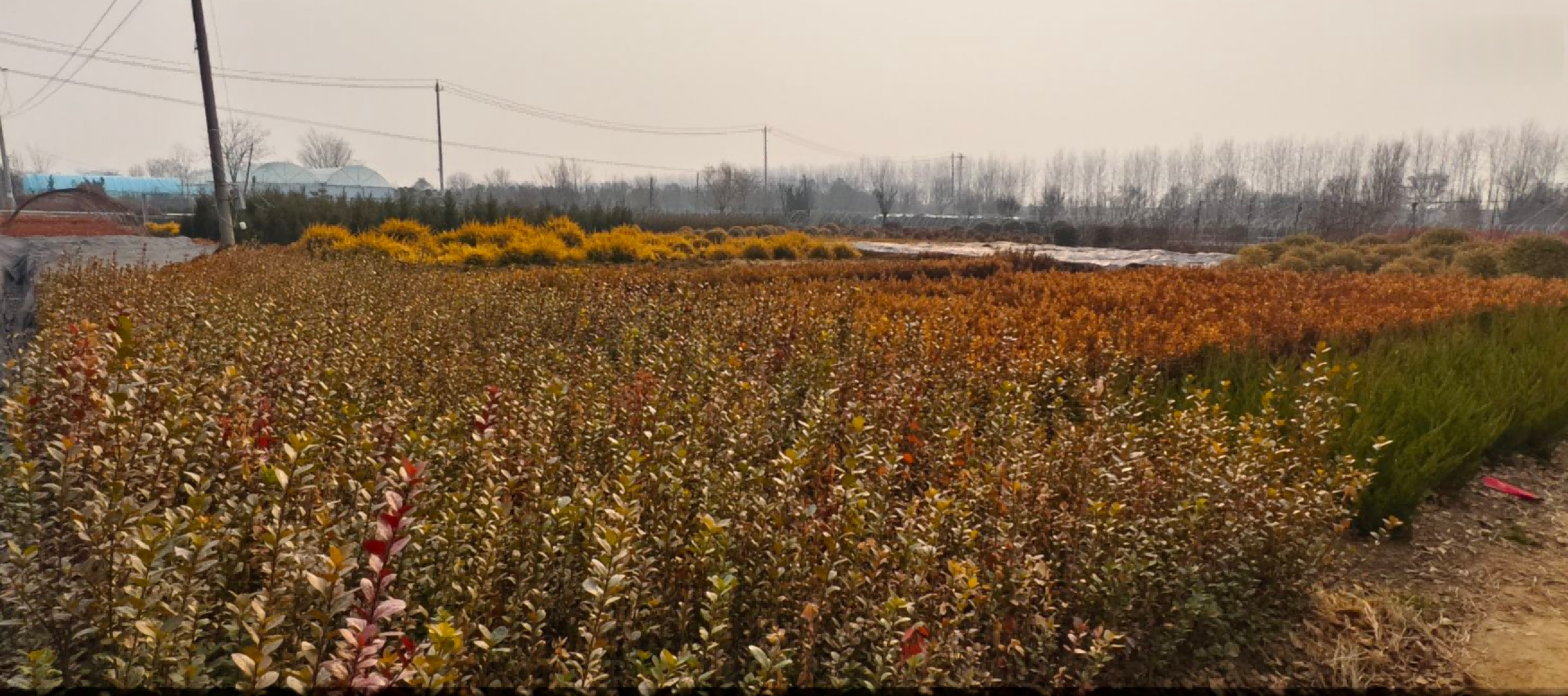 2026年正规的国有苗木基地、集体苗木基地、胶东卫矛苗木基地供应商实力参考