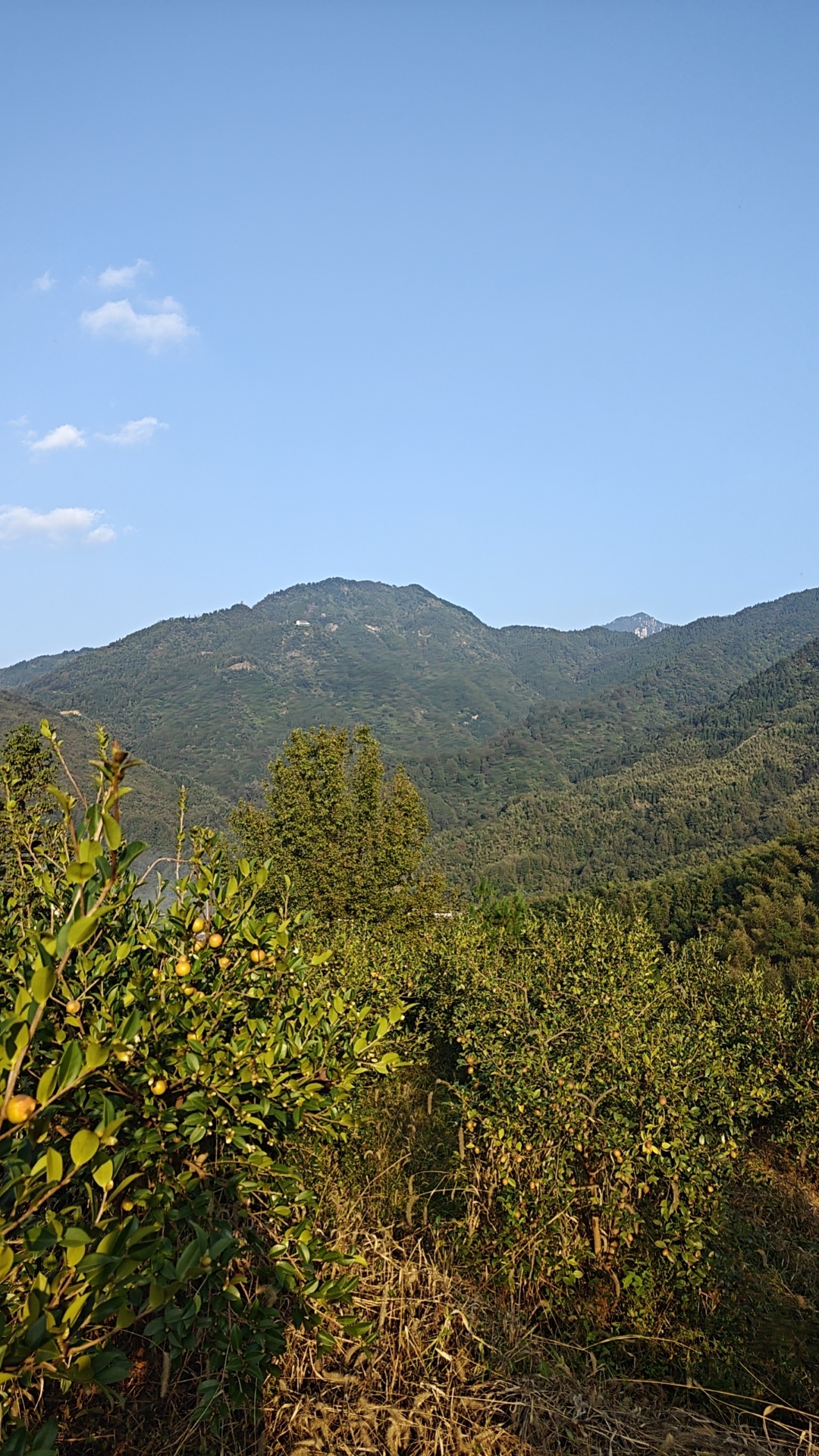 三茶山九华黄精规模如何