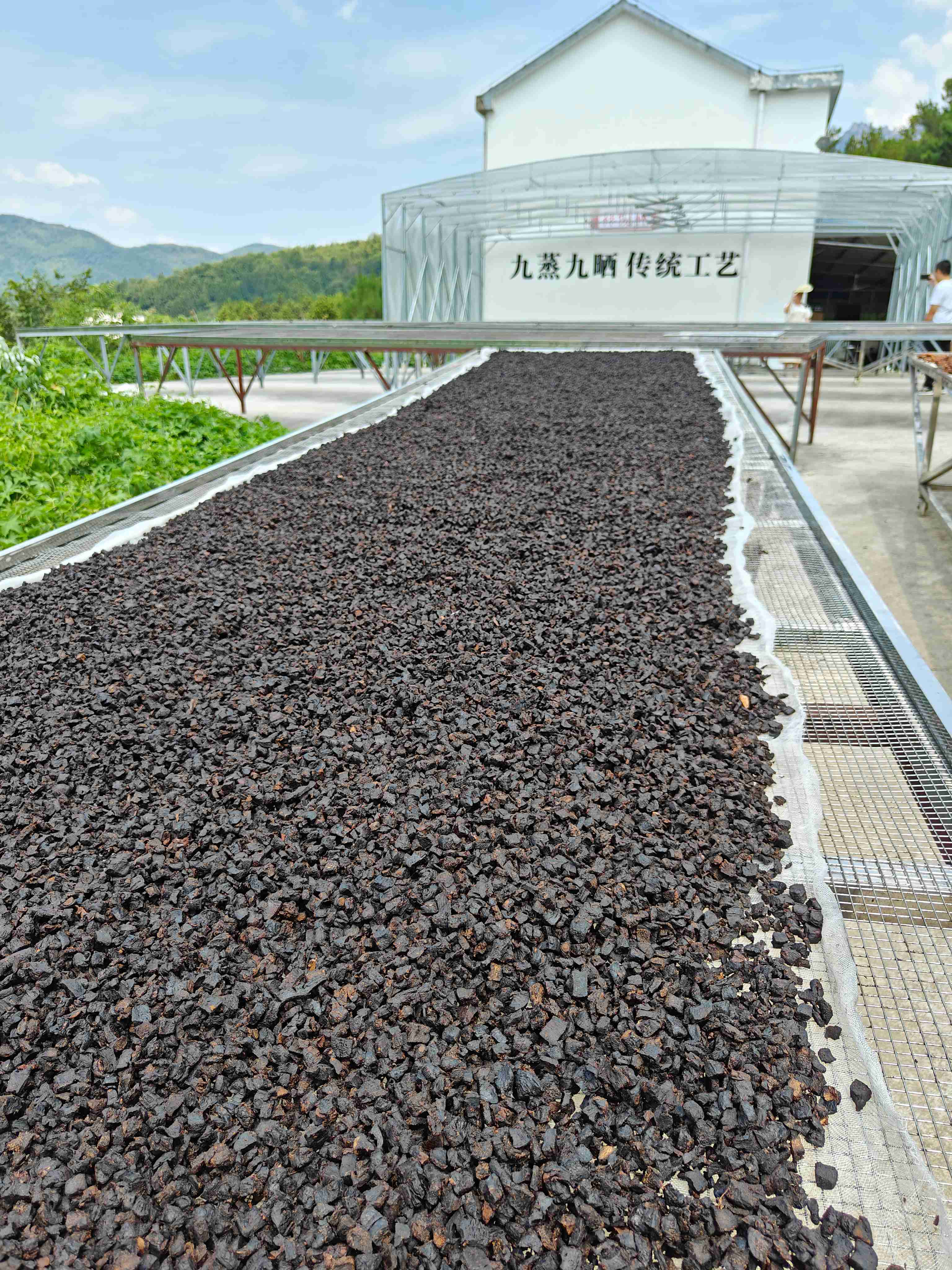 三茶山九华黄精专业不专业