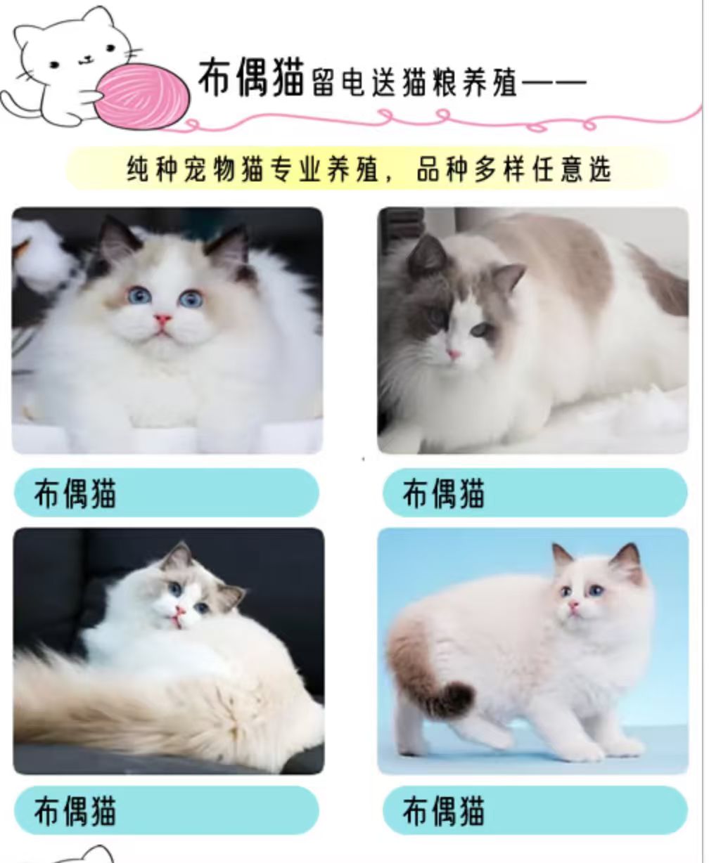 深圳自然地带猫舍猫咪寄养服务避坑指南 实力测评不踩雷
