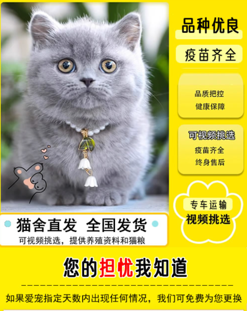 2026年靠谱的英短猫舍行业口碑汇总