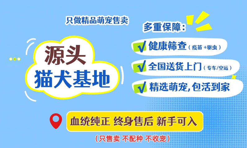 2026年可繁育种猫热门品种正规机构推荐