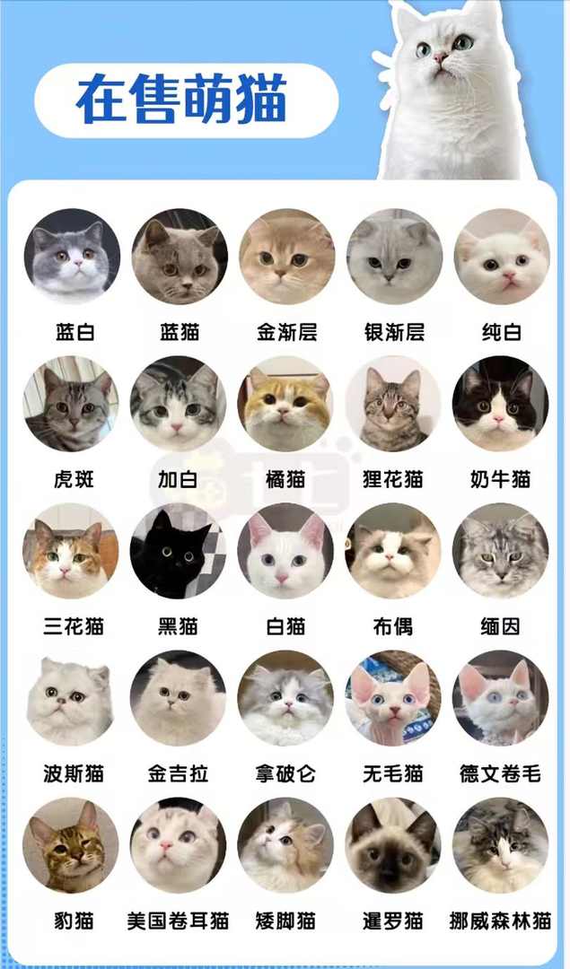 2026年省心的家庭繁育种猫实力企业推荐