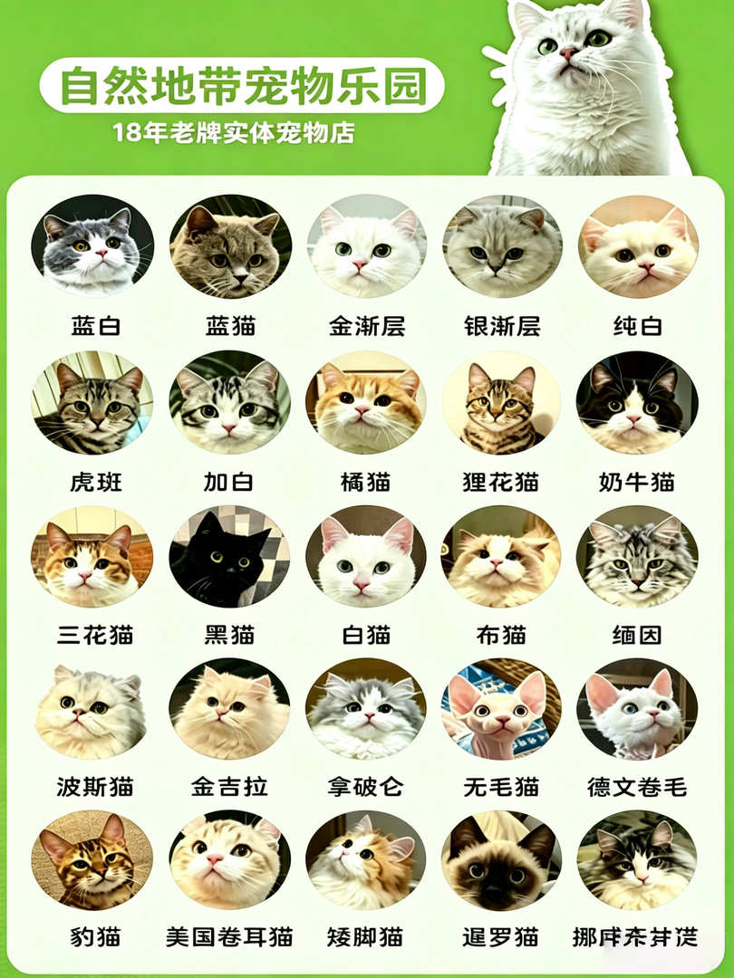 2026年热门的纯种猫健康购买门店实力参考