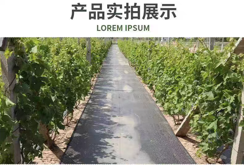 2026年热门蓝莓种植地布厂家企业全景分析 2026年热门蓝莓种植地布厂家企业全景分析