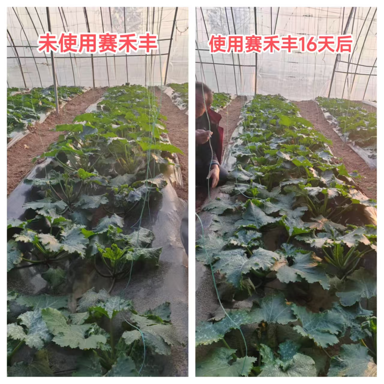 2026年冲施微量元素水溶肥生厂商实力与用户口碑深度解析