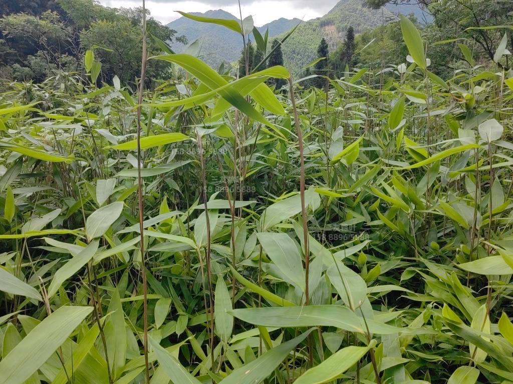 2026年沟通顺畅的棕叶源头厂家有哪些,行业全景分析 2026年沟通顺畅的棕叶源头厂家有哪些,行业全景分析