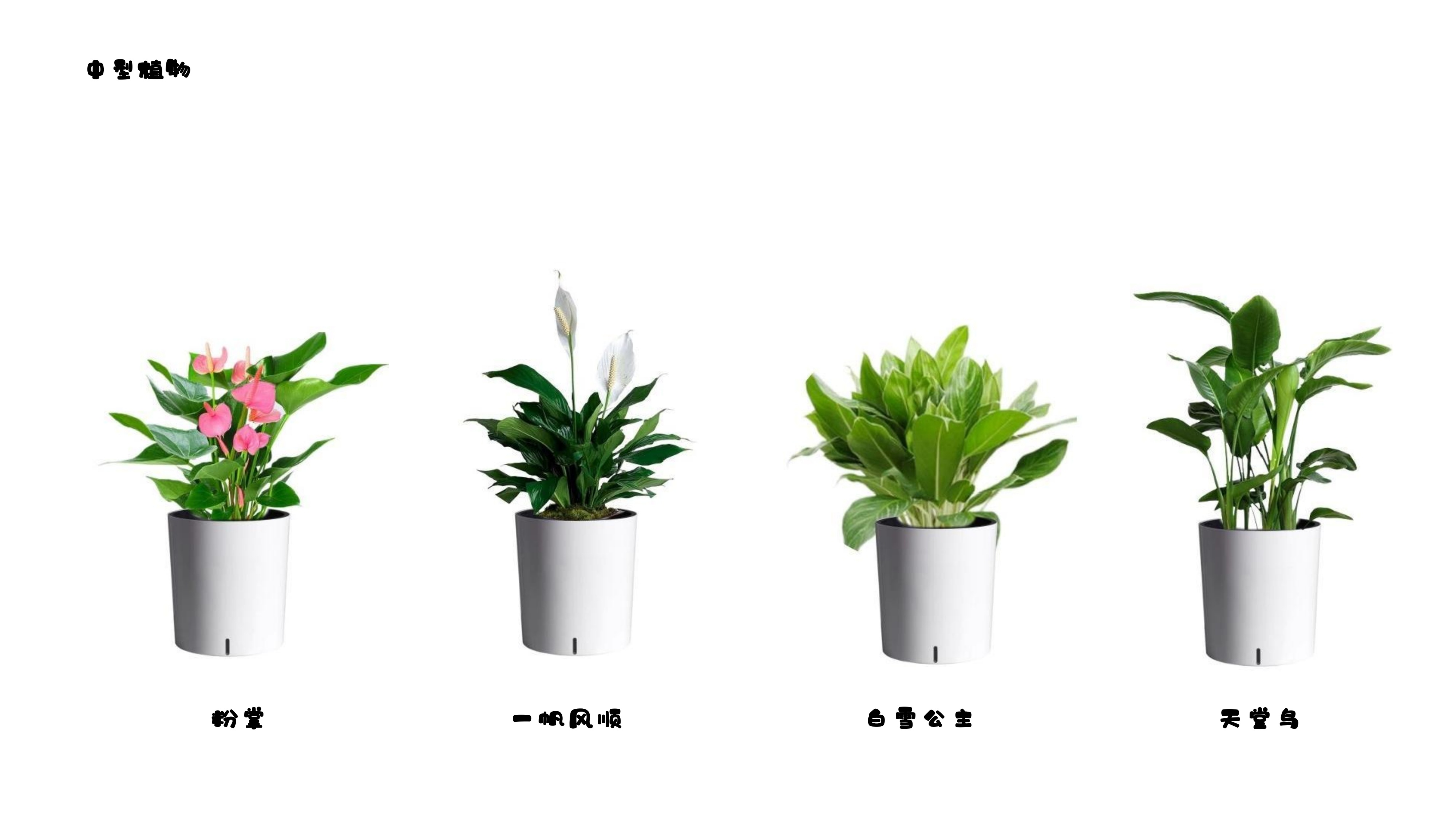 2026年广受好评的绿植租赁公司选择指南 2026年广受好评的绿植租赁公司选择指南
