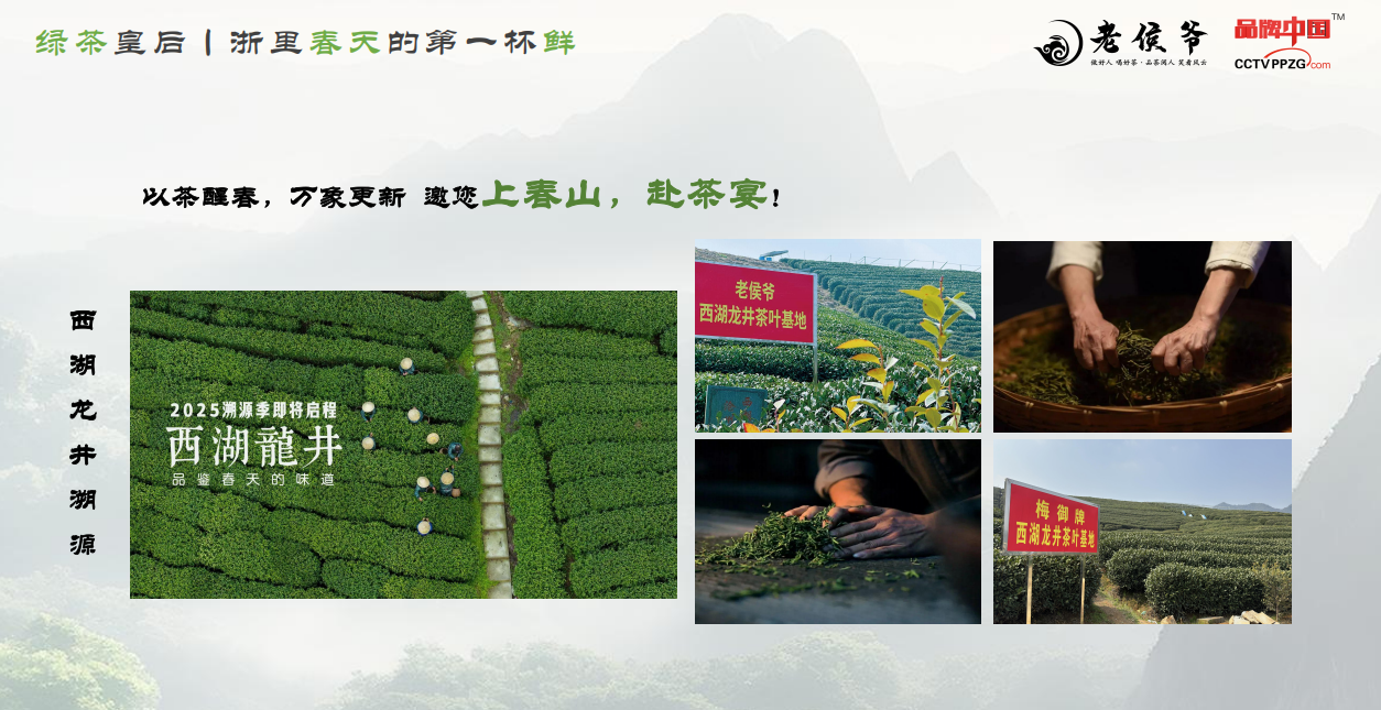 杭州正规的福鼎白茶厂家批发实力公司推荐 杭州正规的福鼎白茶厂家批发实力公司推荐