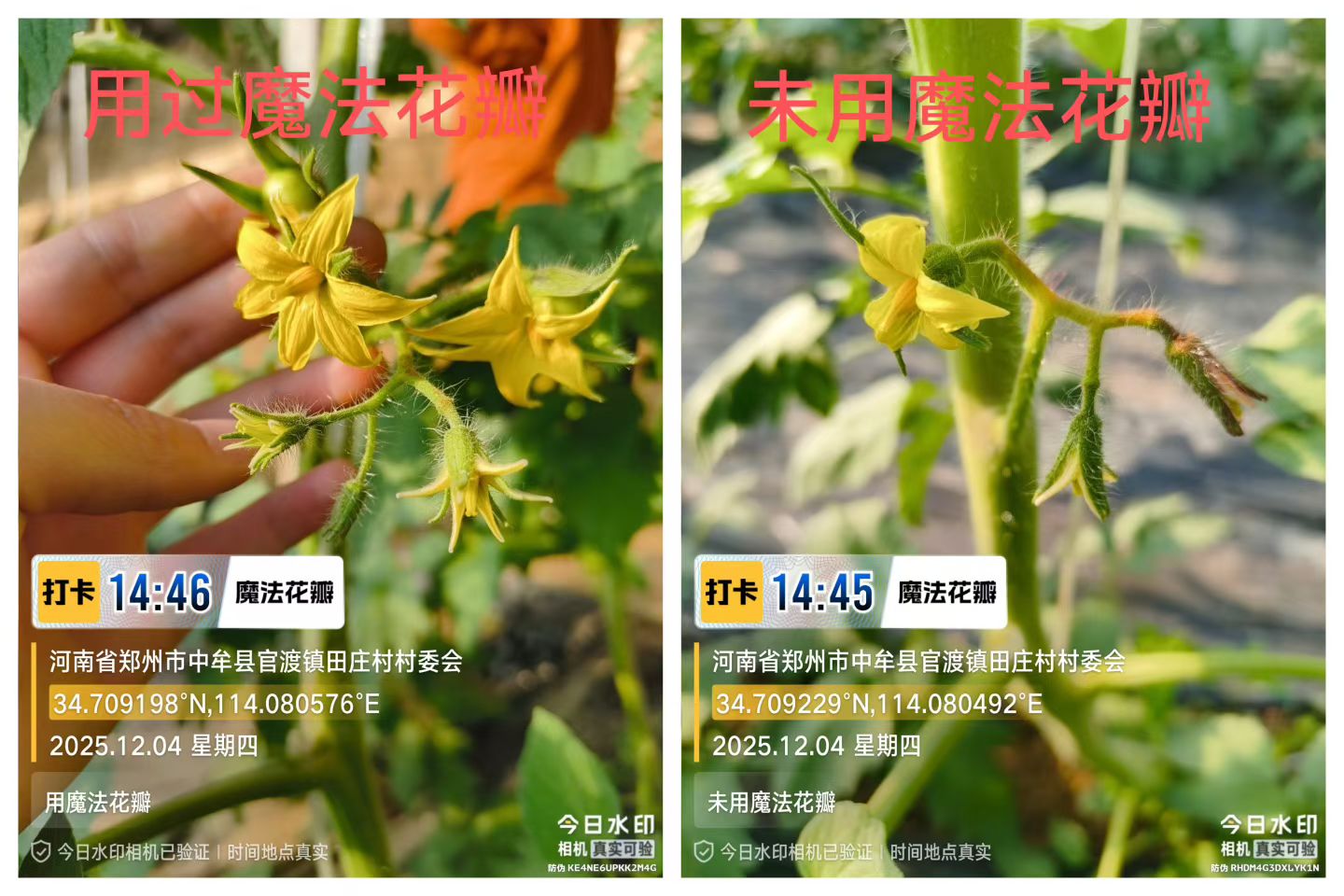迈古乐农业肥料在农户中的评价如何 迈古乐农业肥料在农户中的评价如何