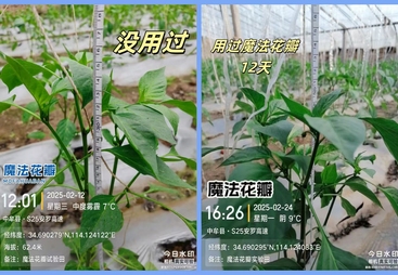 2026年叶面肥代理项目 口碑好的生产厂家用户力荐